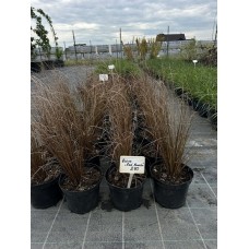 Осока буханана 'Red Rooster' (Carex buchananii 'Red Rooster') С3